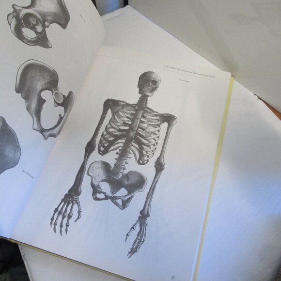 Anatomy for the Artist, Book, Art, How to, Instructions, Nudity - Picture 3 of 9